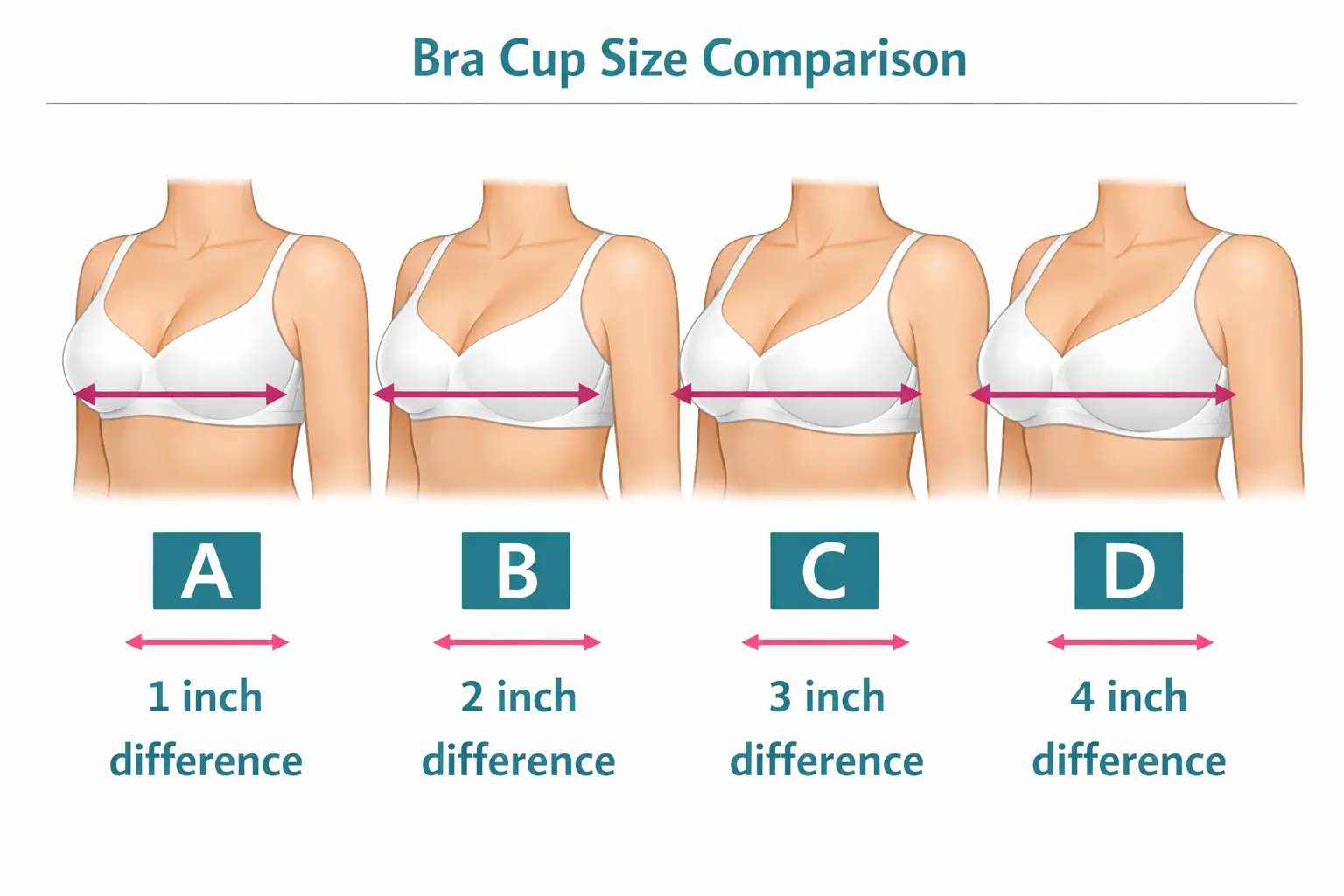 Bra cup size comparison from A to D with inch differences